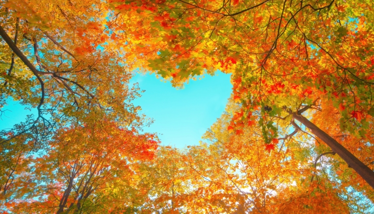 Autumn forest background. Vibrant fall color trees with the leaves forming a heart outline.
