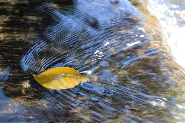 A yellow leaf flowing in a a clear river on a sunny day